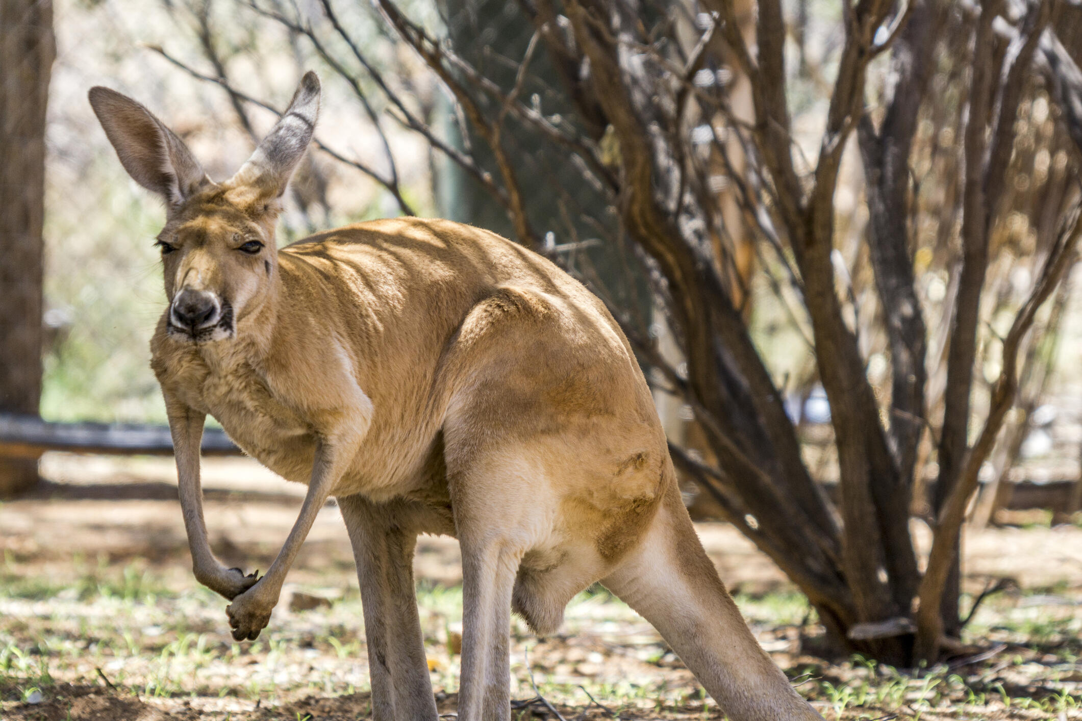 Australia-kangaroo-island-blueberrytravel (3)