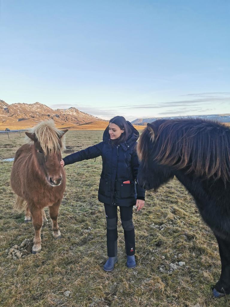 islanda-cavalli-blueberry