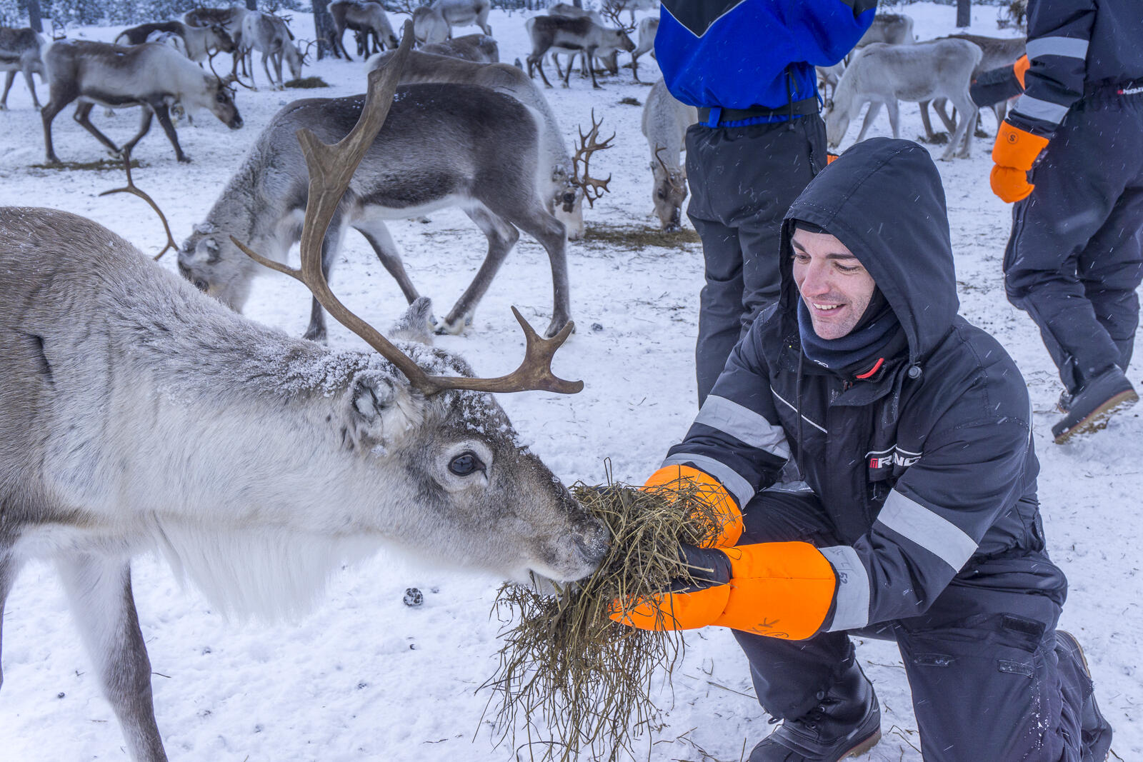 finlandia-lapponia-allevamento-renne3-blueberry-travel