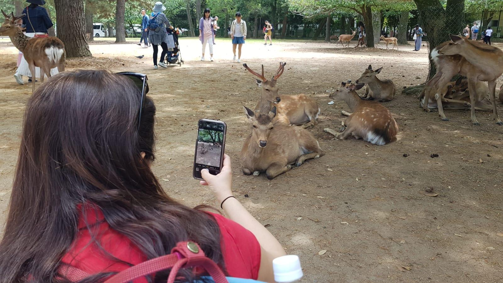 giappone-giappotour-nara-blueberrytravel-2019