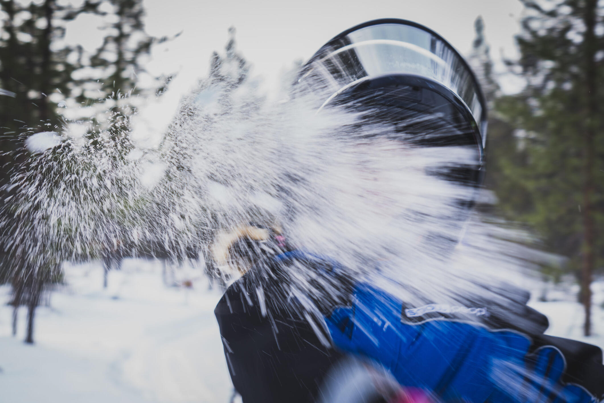 viaggio-lapponia-blueberry (2)