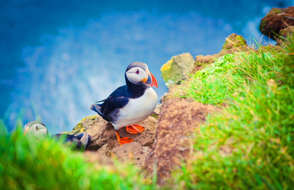 islanda-puffin-01-blueberrytravel