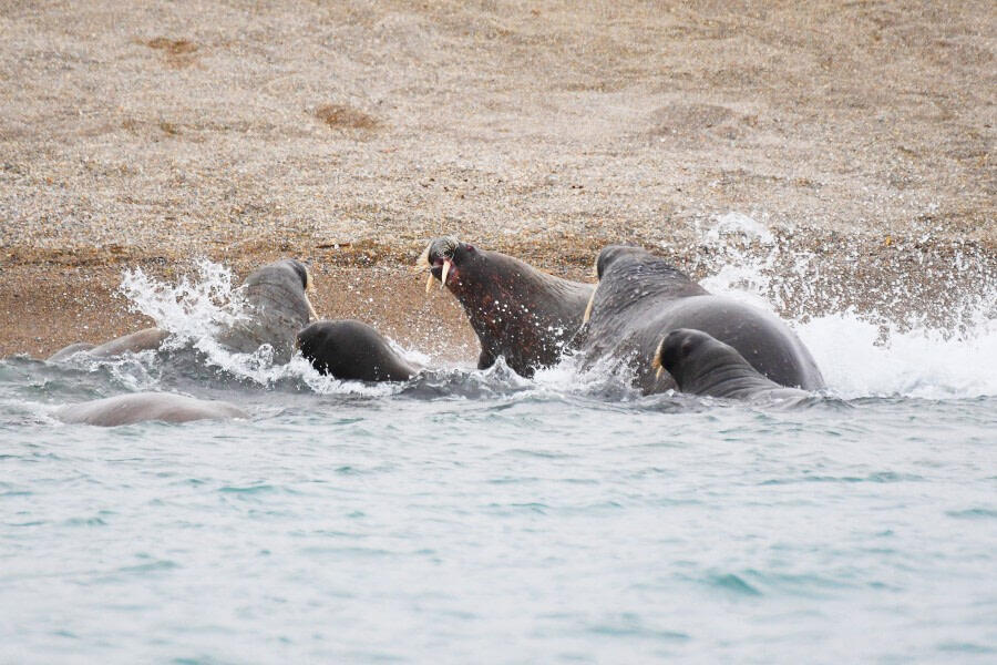 svalbard-trichechi-02-blueberrytravel