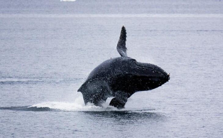 Viaggio in Antartide: avventura ai confini del mondo