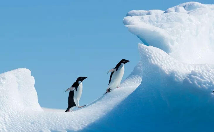 Top 10 curiosità e notizie sui pinguini