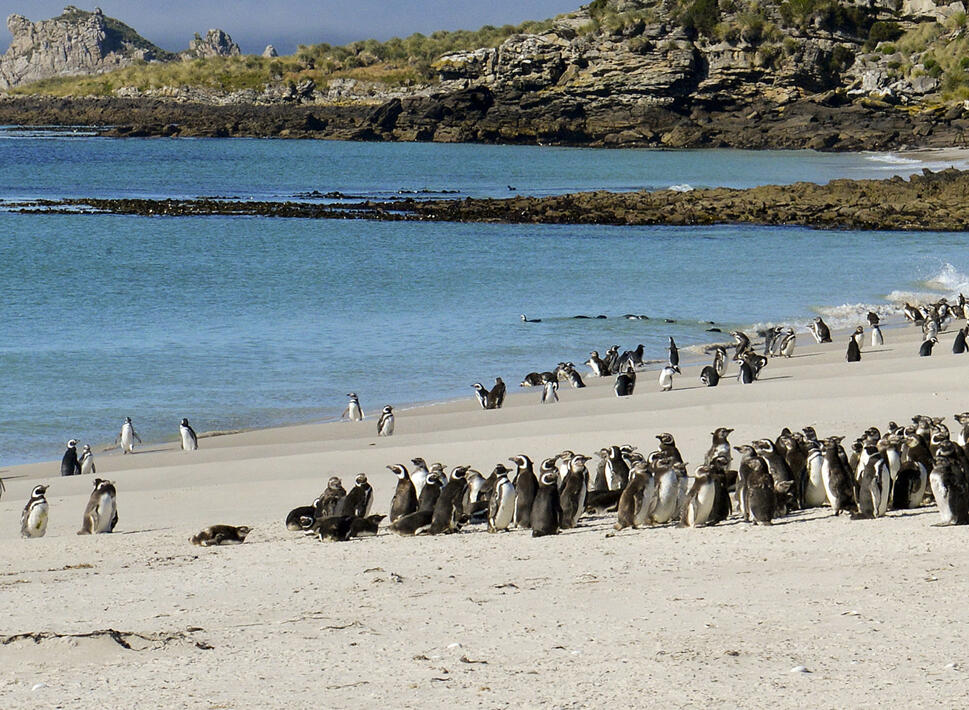 Isole-Falkland-pinguini-magellano-blueberrytravel