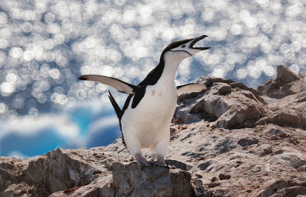 antartide-pinguino-02-blueberrytravel