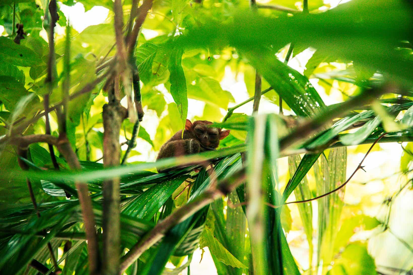 Filippine-around-heart-blueberry-travel (27)