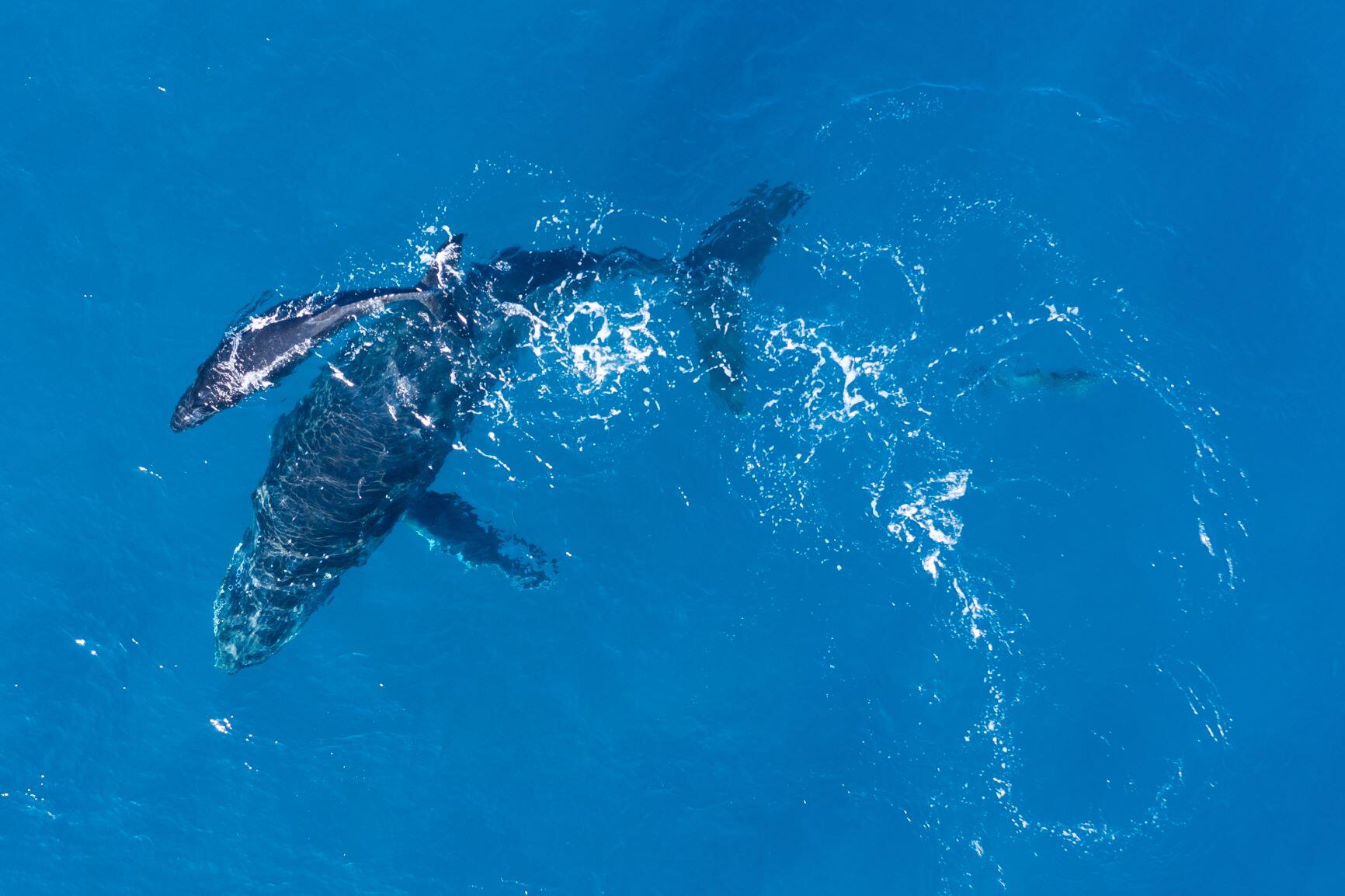 humpback-whales-kaikoura-blueberry