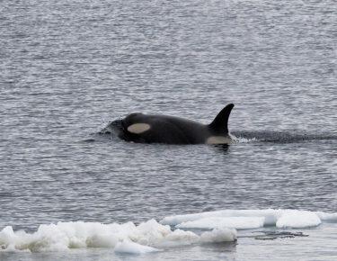 Antartide-orca-elisa-blog-Blueberry-Travel