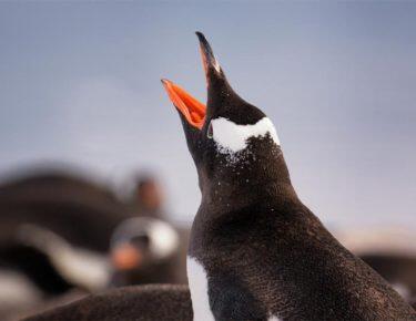 Antartide-pinguino-elisa-blog-Blueberry-Travel