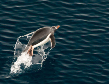 Blog-pinguino-salto-Ruslan-Eliseev-Blueberrytravel