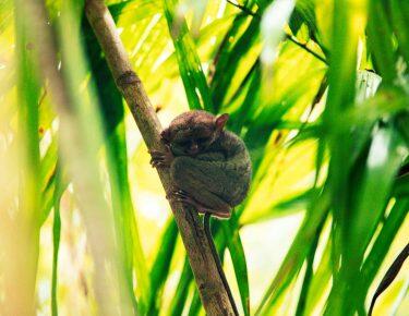 Filippine-around-heart-blueberry-travel (24)