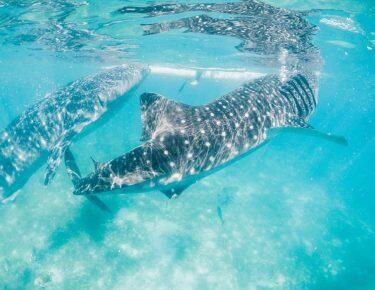 Filippine-around-heart-blueberry-travel (78)