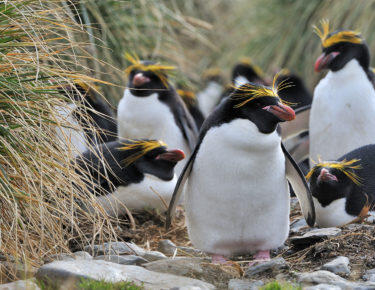 Georgia-del-sud-pinguini-macaroni-blueberrytravel