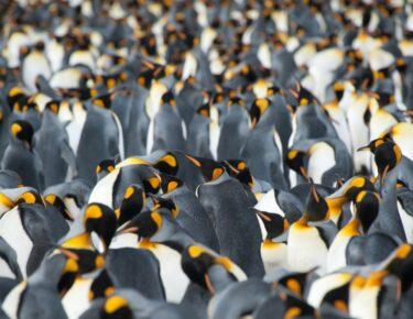 Georgia-del-sud-pinguini-reali-03-blueberrytravel