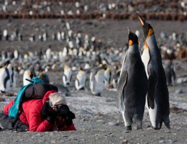 Georgia-del-sud-pinguini-reali-04-blueberrytravel