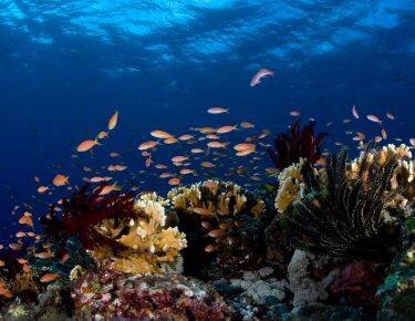 Giappone-Okinawa-Yaeyama-scuba-fotobox-blueberrytravel