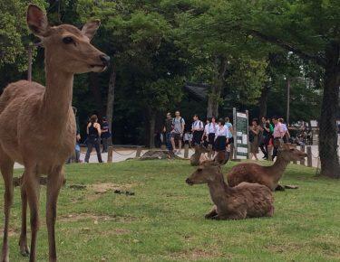 Giappone-nara-cervi1