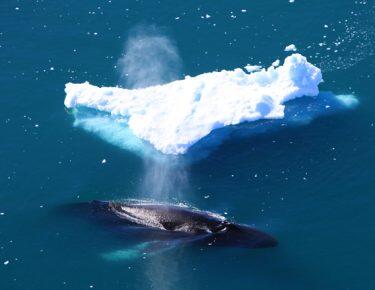 Groenlandia-disko-bay-balena-blueberrytravel