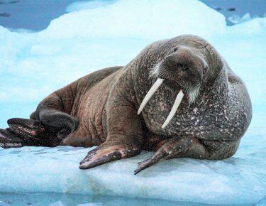 Groenlandia-tricheco-blueberrytravel