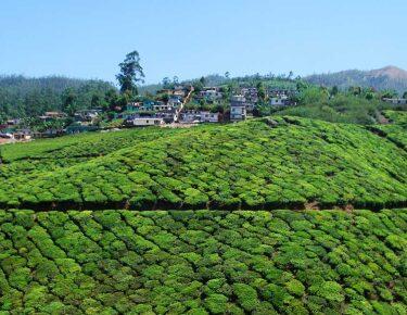 India-Munnar-blueberrytravel