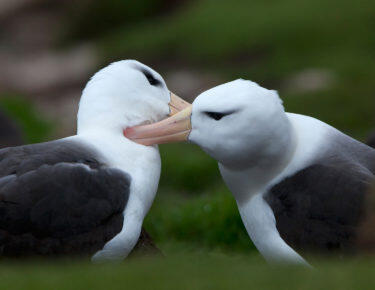 Isole-Falkland-albatros-blueberrytravel