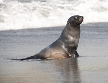 Isole-Falkland-foca-05-blueberrytravel