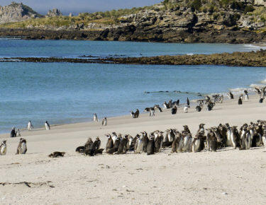 Isole-Falkland-pinguini-magellano-blueberrytravel