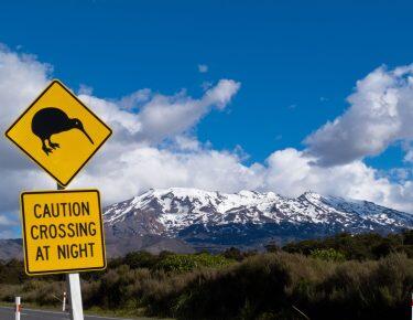 Nuova Zelanda - Mount Ruapehu in Tongariro National Park - blueberry