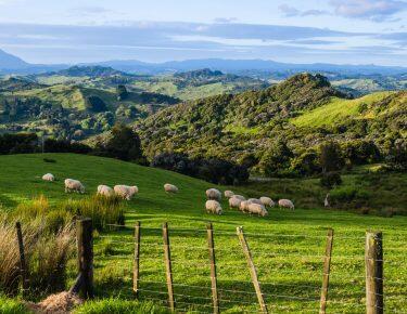 Nuova Zelanda - Sheep eating grass - blueberry