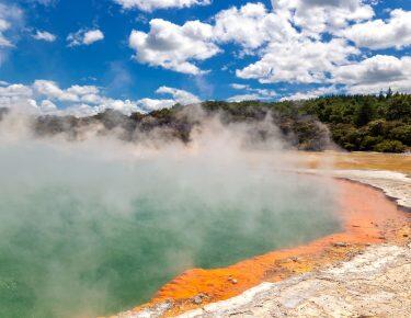 Viaggio Nuova Zelanda - Rotorua 2-blueberry