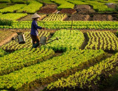 Vietnam Farming