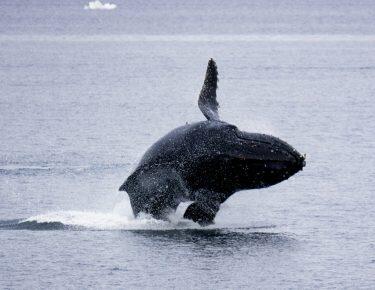 antartide-balena-02-blueberrytravel