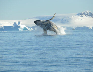 Humpback whale, breaching, Antarctica