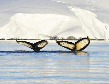 Vladimir Seliverstov_1011_ANT5011.JPG