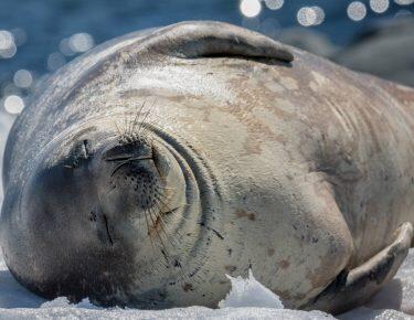 antartide-foca-01-blueberrytravel