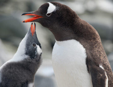 antartide-pinguini-05-blueberrytravel