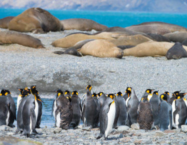 antartide-pinguini-reali-09-blueberrytravel