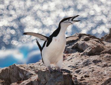 antartide-pinguino-02-blueberrytravel