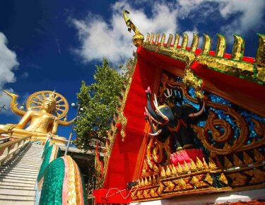 blueberry-thailandia