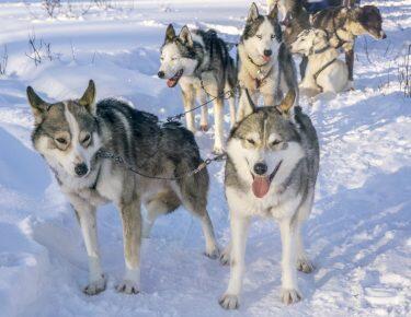 finlandia-lapponia-allevamento-husky-safari2-blueberry-travel