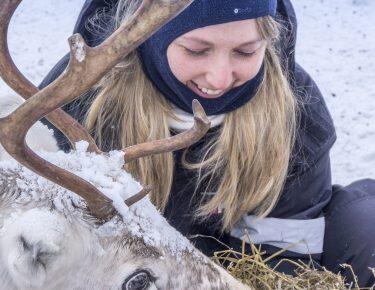 finlandia-lapponia-allevamento-renne-blueberry-travel