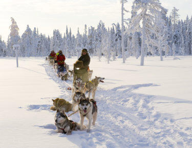 finlandia-lapponia-husky-05-blueberrytravel