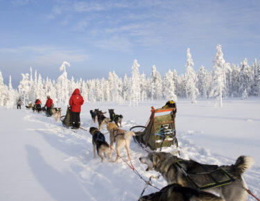finlandia-lapponia-husky-08-blueberrytravel