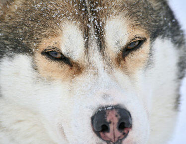 Laponie, Finlande, Rovaniemi, Europe, hiver, cercle artique, Lapland, Finland, winter, artic circle