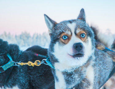 finlandia-lapponia-husky-12-blueberrytravel