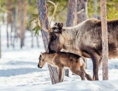 finlandia-lapponia-renne-01-blueberrytravel