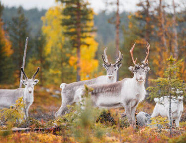 finlandia-lapponia-renne-estate-01-blueberrytravel