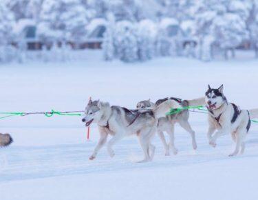 finlandia-lapponia-wilderness-hotel-husky-04-blueberrytravel